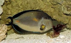 紅海倒吊 紅海倒吊