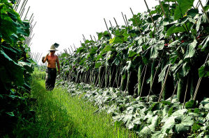 黑皮冬瓜--海南惠農網