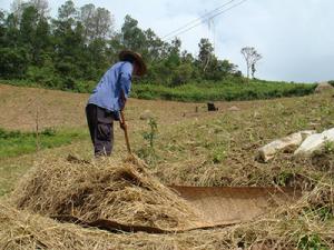 母體科自然村種植業