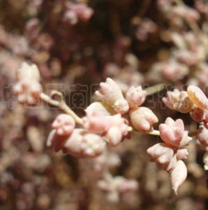 亞麻葉鹼蓬 亞麻葉鹼蓬