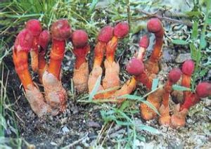 隱軸蛇菰 隱軸蛇菰