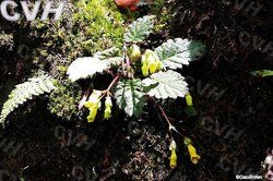 三瓣苔屬 三瓣苔屬