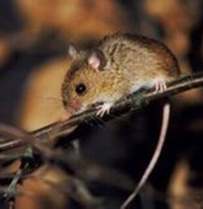 越人溺鼠 越人溺鼠