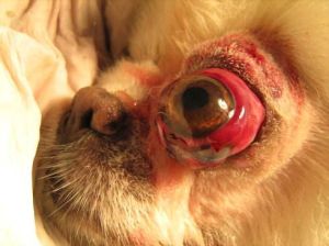 眼球脫出 眼球脫出