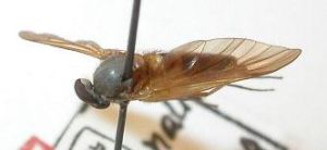 南方鷸虻 南方鷸虻