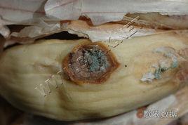 大蒜青黴病 大蒜青黴病