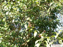 泰國垂茉莉 泰國垂茉莉