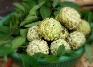 樟林番荔枝 樟林番荔枝