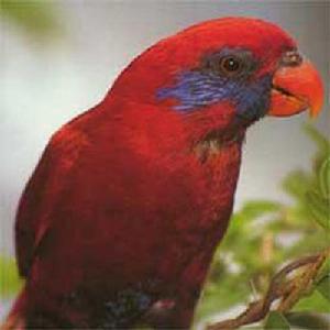 藍耳吸蜜鸚鵡 藍耳吸蜜鸚鵡