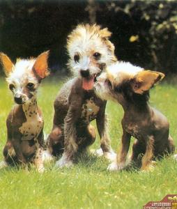 中國雞冠犬 中國雞冠犬