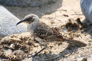 查爾斯嘲鶇 查爾斯嘲鶇