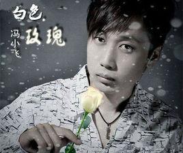 白色玫瑰 白色玫瑰