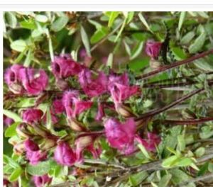 毛背毛頦馬先蒿 毛背毛頦馬先蒿