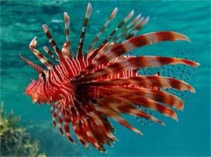 智利埃克努獅子魚 智利埃克努獅子魚