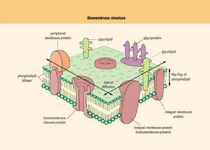 生物膜