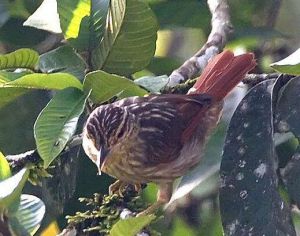 栗翅鉤嘴雀 栗翅鉤嘴雀