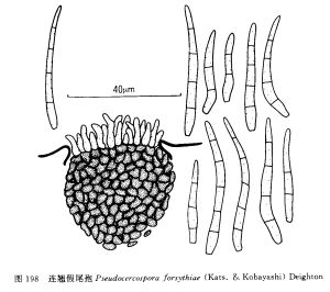 連翹假尾孢 連翹假尾孢