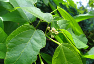 密花梭羅 密花梭羅