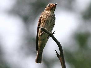 長嘴須鶯 長嘴須鶯