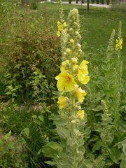 卡西遠志 卡西遠志