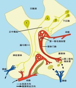 心房鈉尿肽 心房鈉尿肽