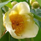 尖齒石筆木 尖齒石筆木