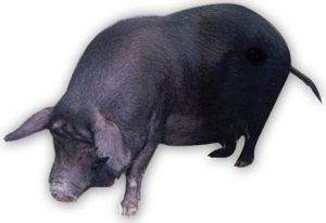 里岔黑豬 里岔黑豬