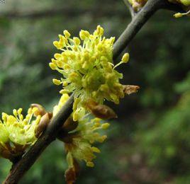 柳葉黃肉楠 柳葉黃肉楠