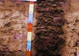 土壤礦質化 土壤礦質化