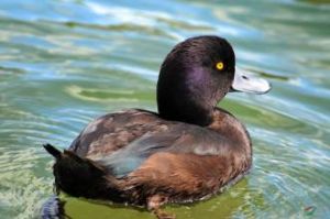 紐西蘭潛鴨 紐西蘭潛鴨