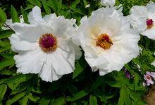 黃尖牡丹園高清組圖1