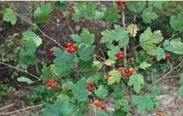 爪瓣虎耳草(原變種) 爪瓣虎耳草(原變種)