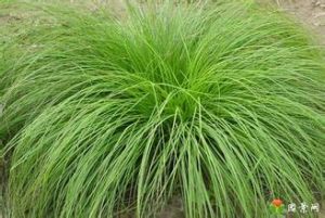 四川苔草 四川苔草