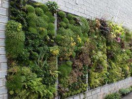 綠化牆 綠化牆