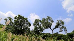 長泰龍鳳谷景區 長泰龍鳳谷景區