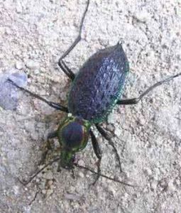 火緣步甲 火緣步甲