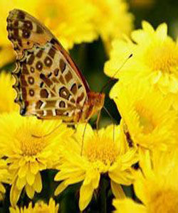 明日黃花 明日黃花