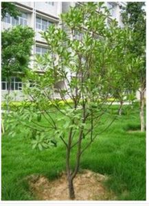 毛萼紅果樹 毛萼紅果樹