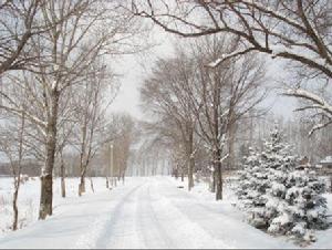 白王村[河南省洛陽市洛龍區下轄村]
