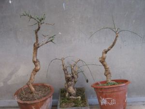 鹿蹄柳組 鹿蹄柳組