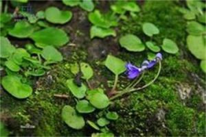 扁圓石蝴蝶 扁圓石蝴蝶