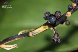 小球子草 小球子草