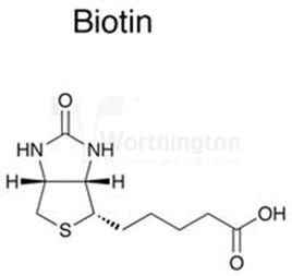 抗生物素蛋白 抗生物素蛋白