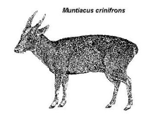 棕短角鹿 棕短角鹿