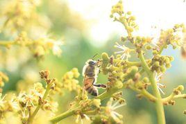 采蜜期 采蜜期