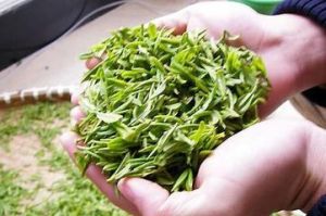 華頂雲霧 華頂雲霧