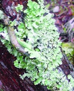 藻紋梅花衣 藻紋梅花衣