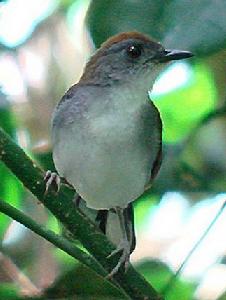 紅冠鴝鶇 紅冠鴝鶇