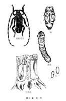柑橘天牛 柑橘天牛