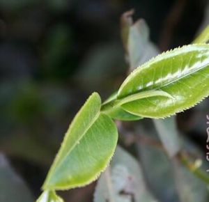 景洪地膽 景洪地膽